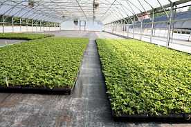 Another of our large greenhouses